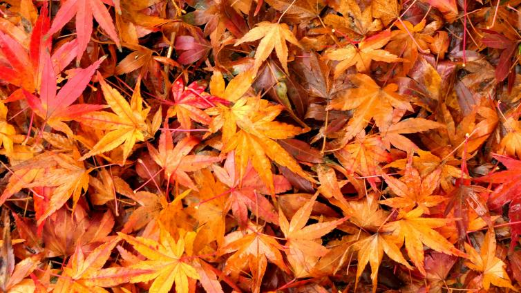 Orange and red colored leaves